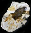 Petrified Wood (Maple) End-Cut - Vantage, Washington #24252-1